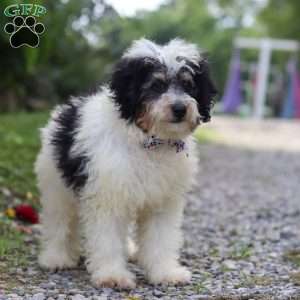 Tundra, Mini Bernedoodle Puppy